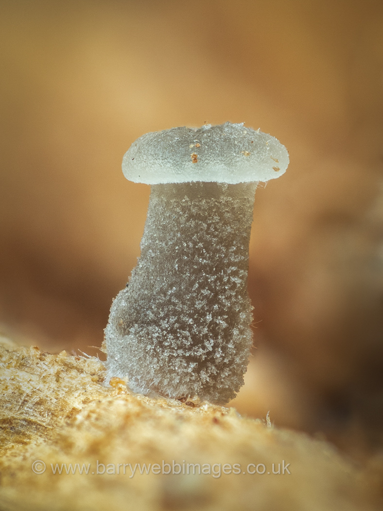 Hemimycena delicatula by Barry Webb